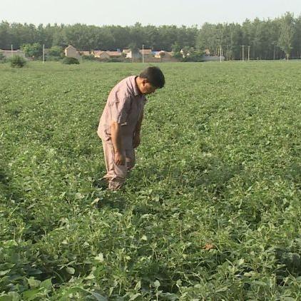 菏泽市玉米笼子厂家地址的长尾关键词有什么