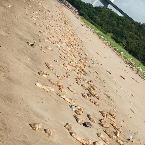 东莞市沙田附近的海滩有哪些