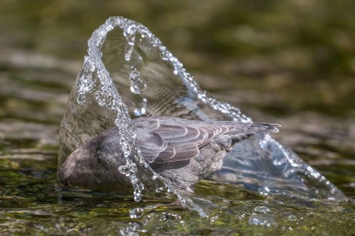 Top 10 Plants That Attract Birds: Create a Flourishing Wildlife Garden