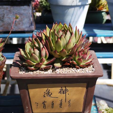 昆明市建养殖大棚的长尾关键词有什么