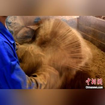 福建泉州种什么中药材多