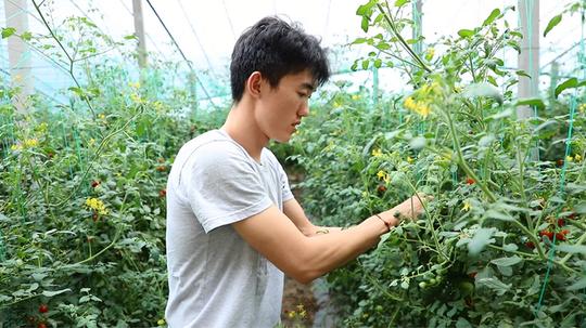 我们的网红村——小小西红柿为何吸引年轻人纷纷返乡创业？