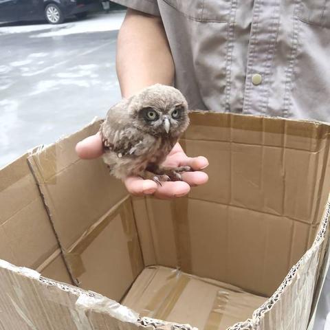 淄博人工智能客服外包公司怎么样