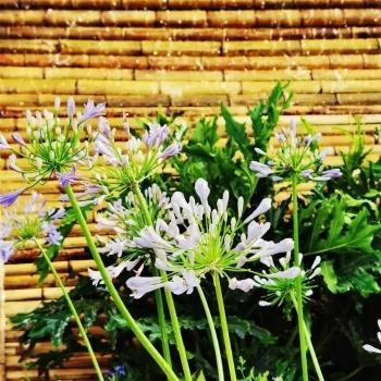 厦门市哪里有卖中草药