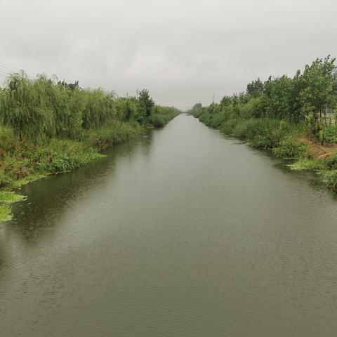 广州市桥水道里都什么鱼