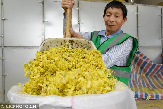 湖南澧县：黄蜀葵成为“致富葵”