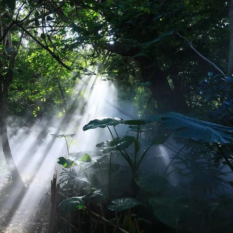 厦门市多少个植物园