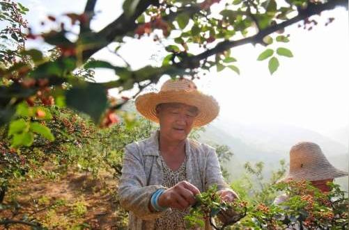 「悦读铜川」东塬花椒的前世今生