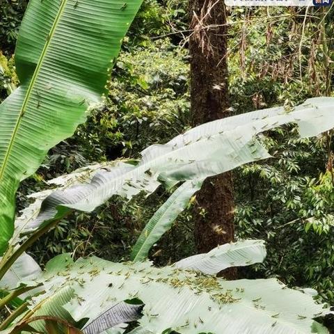 茶叶在哪个跨境电商平台