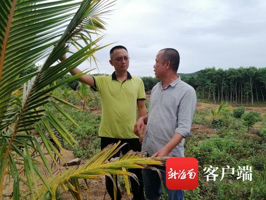 打造椰子品牌、实现产销一条龙澄迈返乡创业大学生李南飞的“万亩椰林梦”