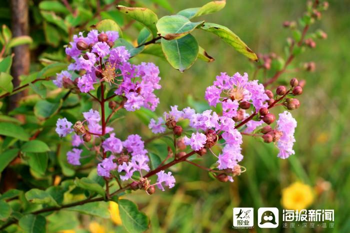 碧桃果实,桃花树结的果子能吃吗?