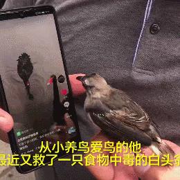 济南鸟的出售信息相关长尾关键词有哪些