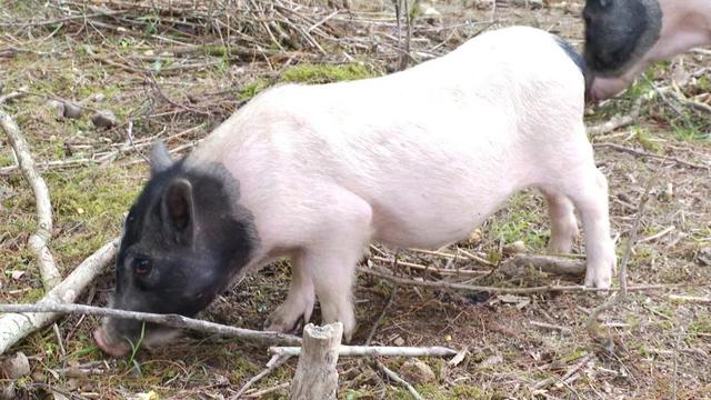 给孩子养宠物要满足什么条件 给孩子养宠物要满足什么条件