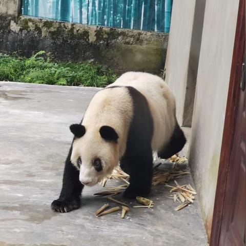 怎么从八字知道自己寿命长短_怎么从八字看寿命长短(如何通过八字看寿命)