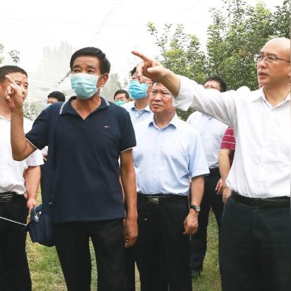 保定市苹果树多少钱