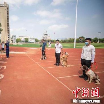 武汉市什么是大型犬