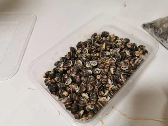 这种螺吃一颗就可致命！售价翻两番，浙江有人做这种“海鲜”生意，10人被刑事立案
