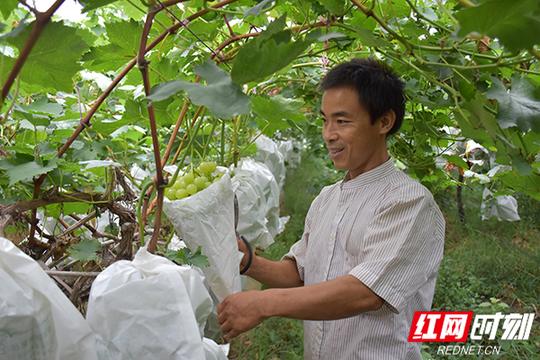 常德市镇德桥镇：小葡萄“结”出大幸福“架起”脱贫致富梦