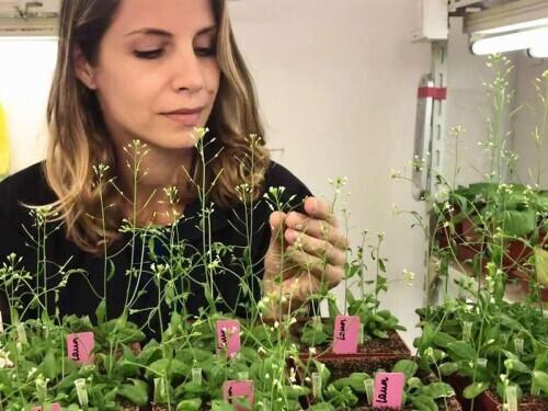 病毒如何“骗过”植物并入侵中科院国际团队揭示“病毒骗术”