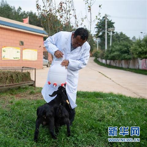 昆明市山羊价格多少钱1斤