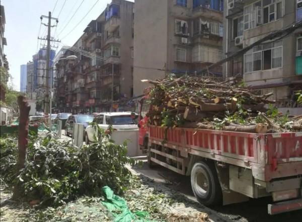 100年的桂花树值多少钱,丹桂树的优缺点?