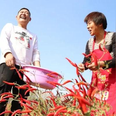 河南大蒜价格怎么样