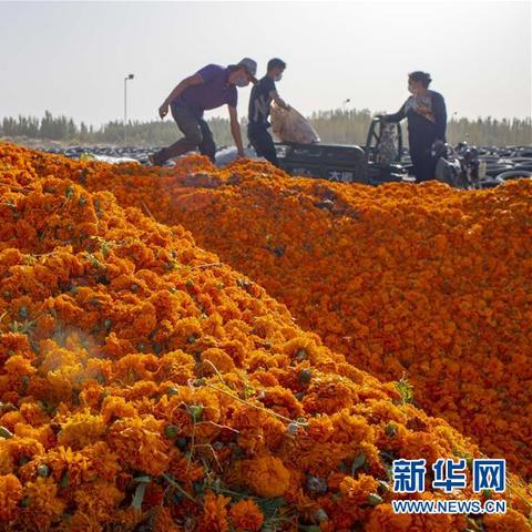 虎虎科技涨8% 自上市以来累计涨幅超37%