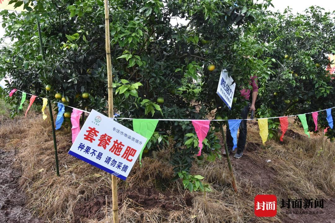 四川省柑橘種植手藝_楊梅四川內(nèi)江合適種植嗎