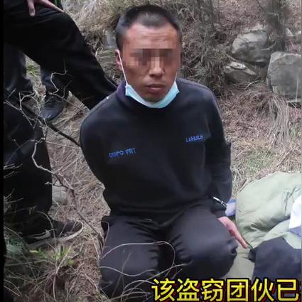 济南市哪里可以给猫剃毛