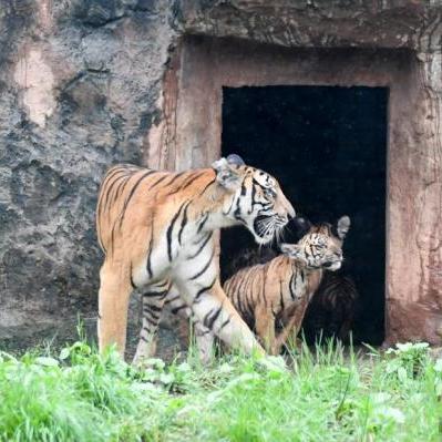 长沙甜老虎礼盒相关长尾关键词有哪些