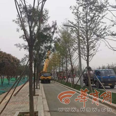 西安市盛产什么花木种子