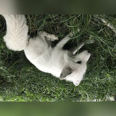 河南pk四川的相关长尾关键词有哪些