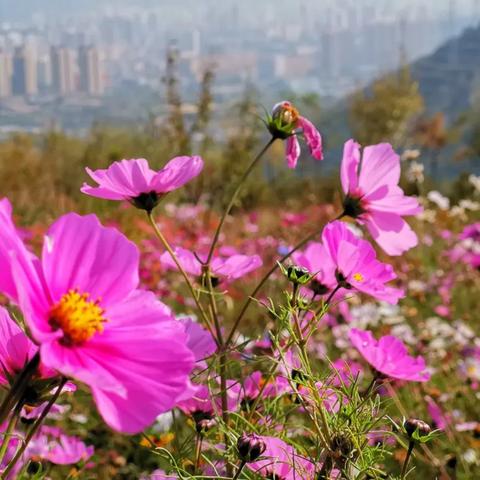 兰州市哪个作文班好