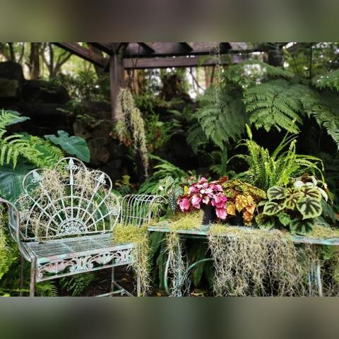 上海有毒草有哪些名字