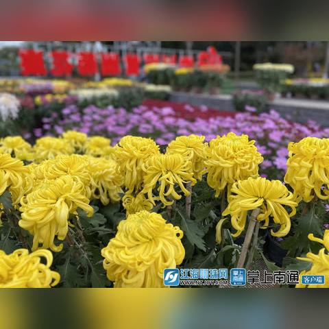 南通菊花展预约不到长尾关键词有什么