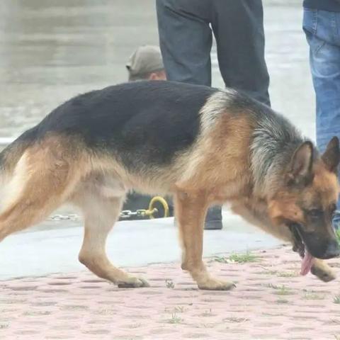 哈尔滨宠物医药批发市场相关长尾关键词有哪些