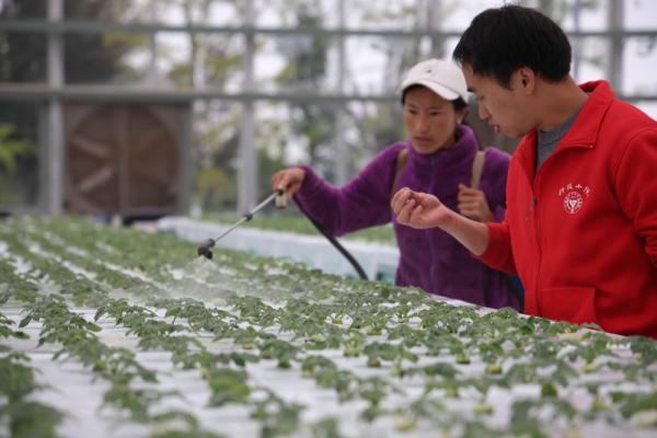 马铃薯作物毕业设计论文你用过的最好用的电子书APP是什么