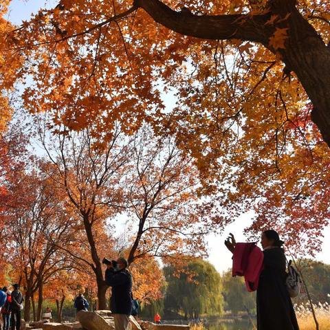长春市哪里有银杏叶林的地方