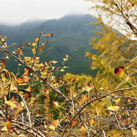 桂林市黄风铃花在哪里