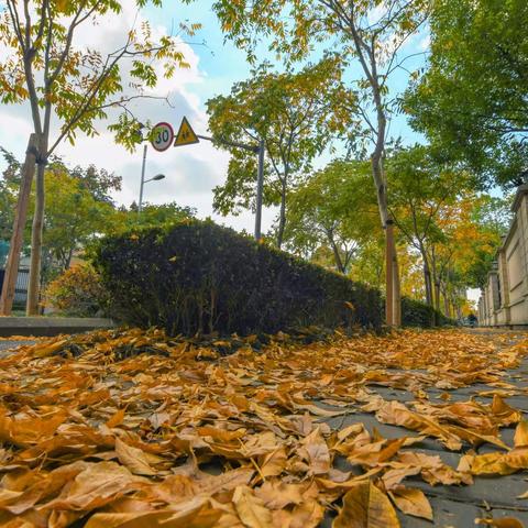 上海树叶型建筑有哪些