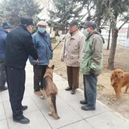 哈尔滨市金毛成狗多少钱