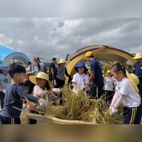 广西南宁水稻种植时间？