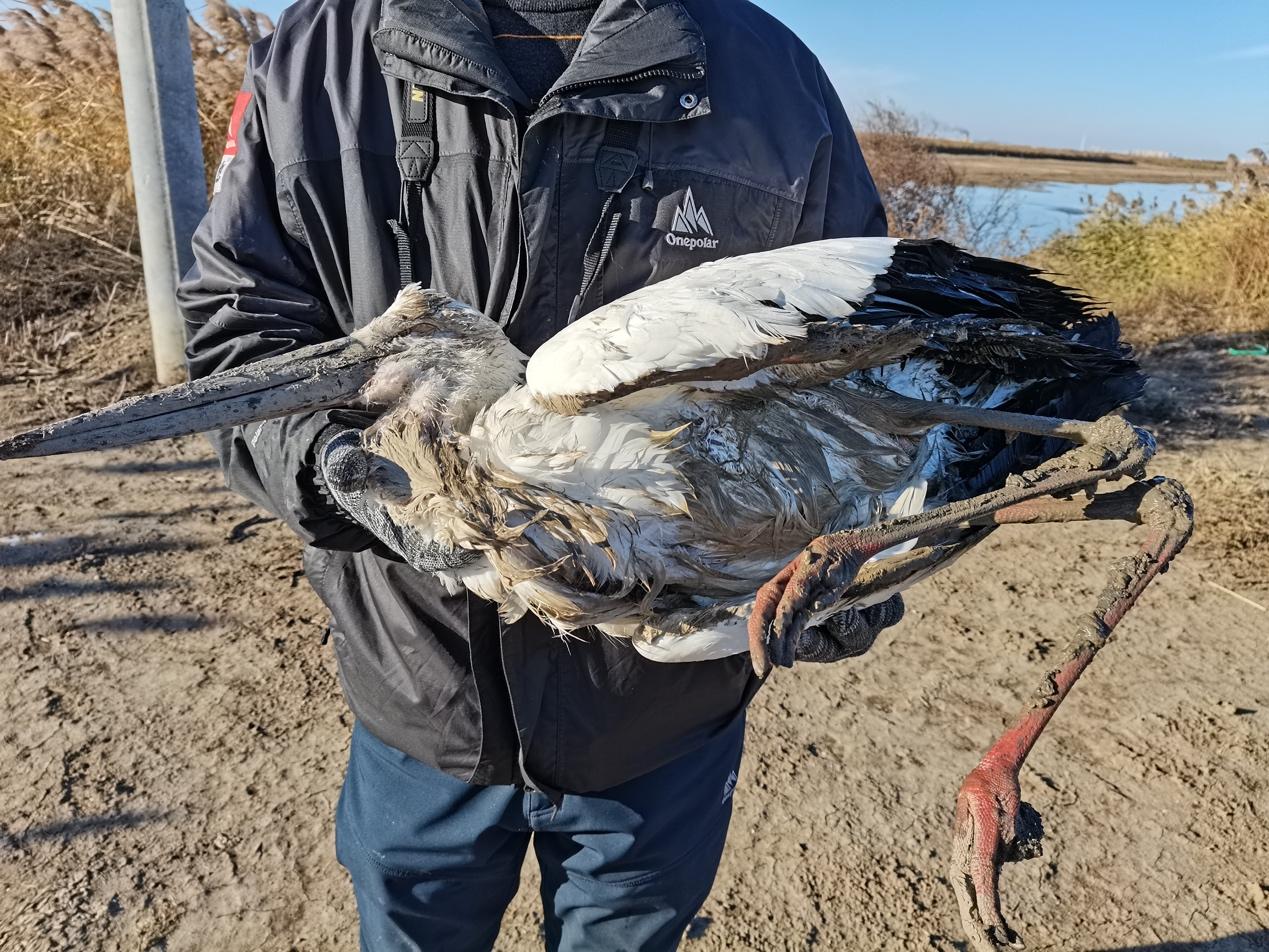 北京禽流感最新消息
 （北京禽流感最新消息新闻）