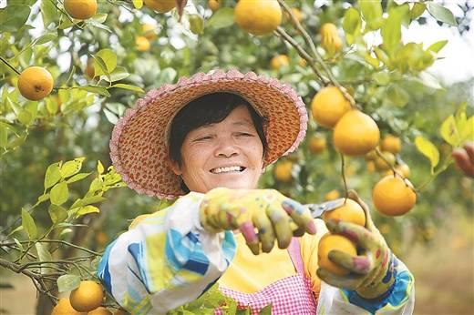 港北區(qū)柑橘種植手藝_發(fā)家果沙糖桔過年前能否會(huì)漲價(jià)