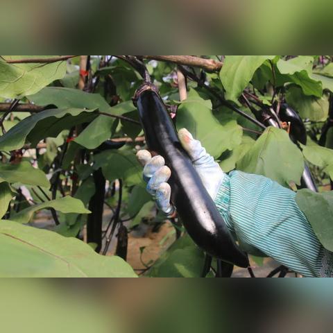 哈尔滨茶叶城相关长尾关键词有哪些