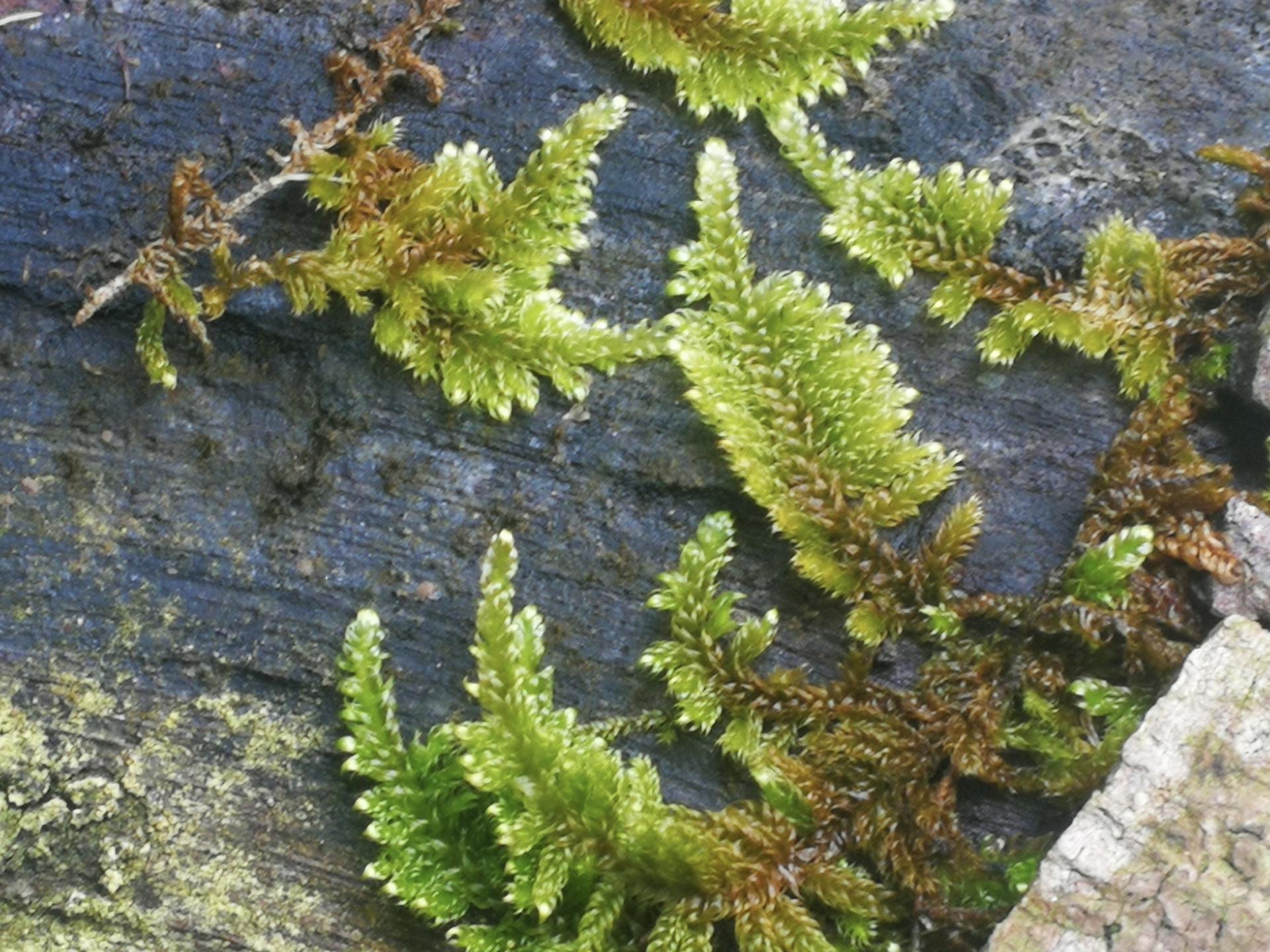 南亚研究论文封面格式广西大学和贵州大学哪个好