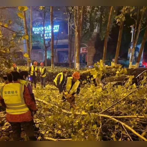 合肥市有什么树种