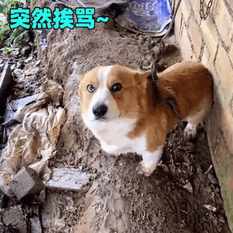 柯基长沙走失相关长尾关键词有哪些