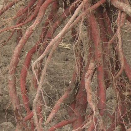 菏泽市丹参种植量多少