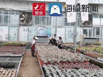 山东青州：弥河镇创新产业扶贫模式，巩固脱贫攻坚成果